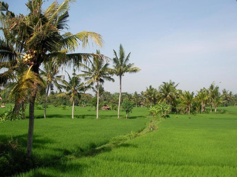 Green Field Hotel And Bungalow Ubud Esterno foto