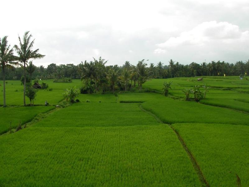 Green Field Hotel And Bungalow Ubud Esterno foto