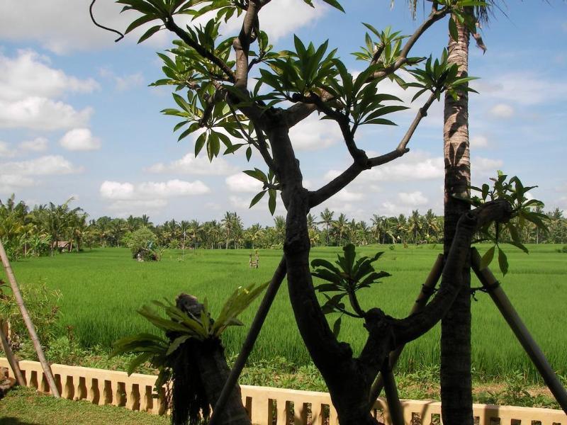 Green Field Hotel And Bungalow Ubud Esterno foto