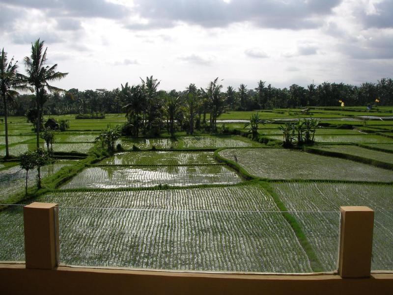 Green Field Hotel And Bungalow Ubud Esterno foto